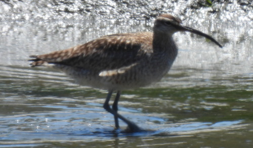 Hudsonian Whimbrel
