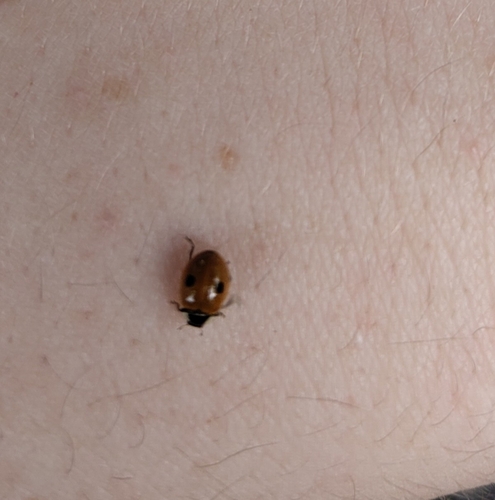 Two-spotted Lady Beetle