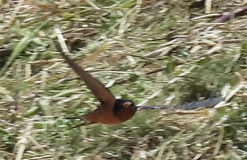 Barn Swallow