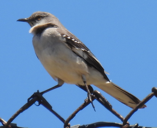 Northern Mockingbird