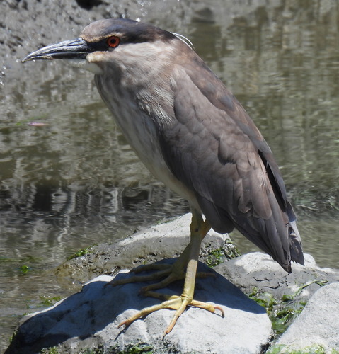 Black-crowned Night Heron