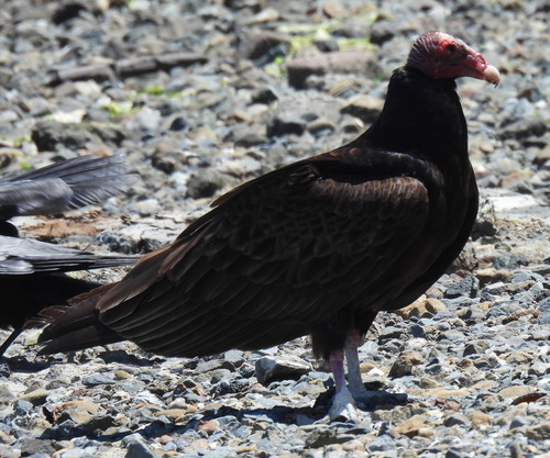 Vulture