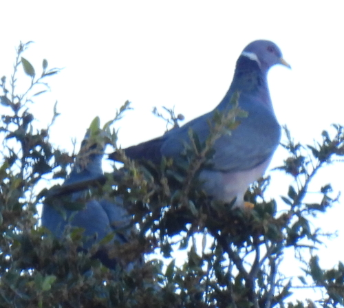 Band-tailed Pigeon