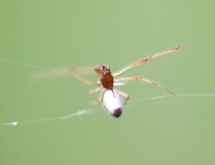 Argyrodes argentatus
