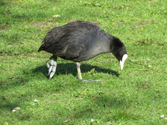 Fulica atra