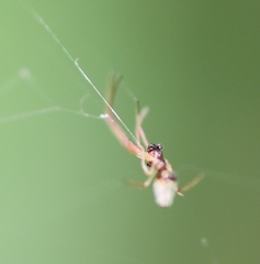 Argyrodes argentatus