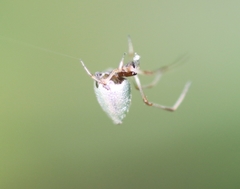 Argyrodes argentatus