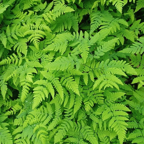 northern oak fern