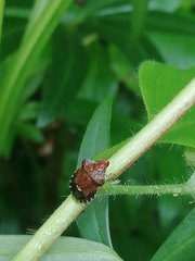 Dyroderes umbraculatus