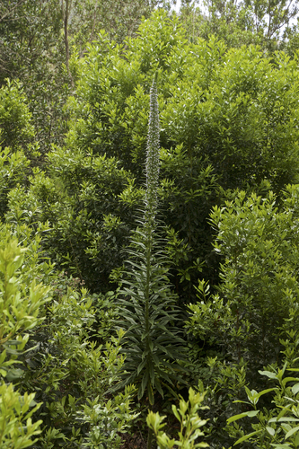 Giant Viper's-bugloss