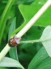 Dyroderes umbraculatus