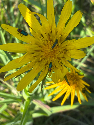 Anthaxia nitidula