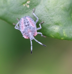 Dinidoridae