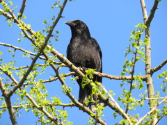 Corvus corone