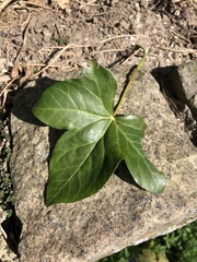 Hedera helix