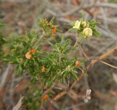 Phyllota pleurandroides