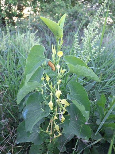Birthwort