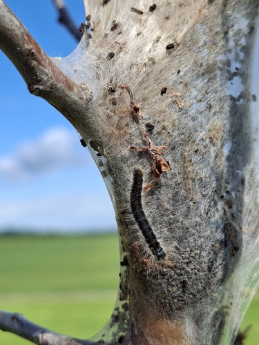 Small Eggar