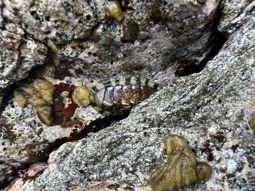 Chiton marmoratus observed 2026-06-02