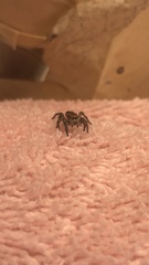 Habronattus