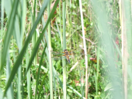 Four-spotted Skimmer