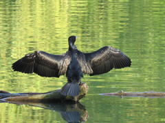 Phalacrocorax carbo