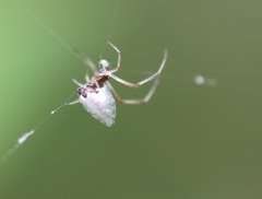 Argyrodes argentatus