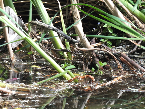 grass snake