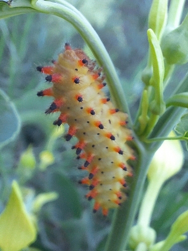 Southern Festoon