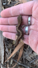 Diplodactylus vittatus