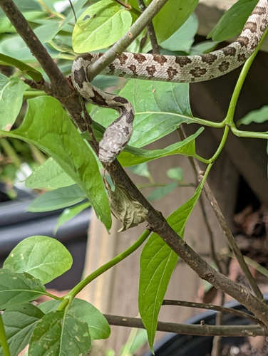 Eastern Ratsnake observed by mulcahyk
