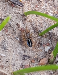 Maratus chrysomelas