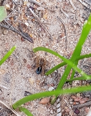 Maratus chrysomelas