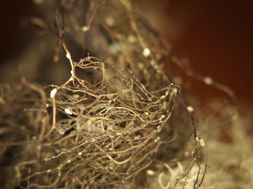 Pale-footed Horsehair Lichen