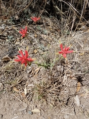 Castilleja tenuiflora
