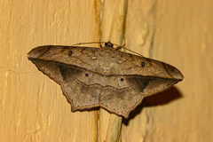 Chiasmia simplicilinea