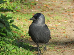 Corvus monedula