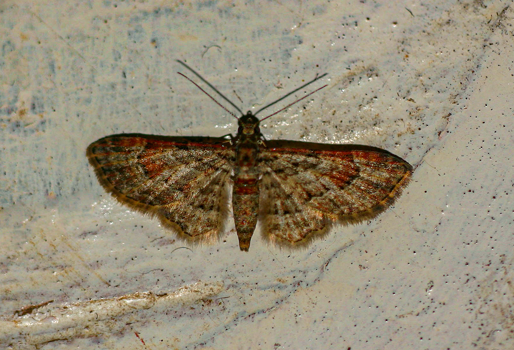 Chloroclystis grisea