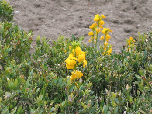 Erysimum × cheiri, photograph 4