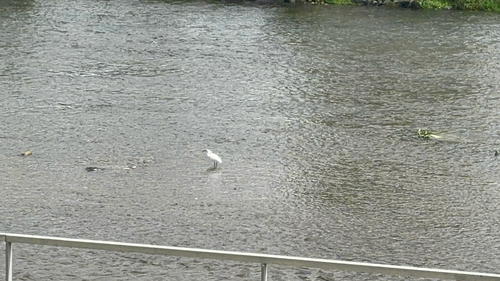 Little Egret