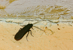 Pseudoderopeltis