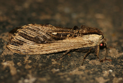 Strigocossus ochricosta