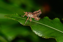 Thericleidae