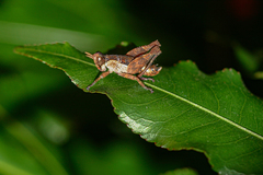 Thericleidae