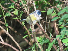 Cyanistes caeruleus