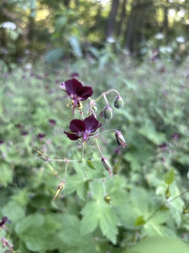 Dusky Crane's-bill