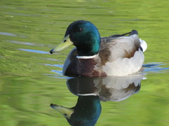 Anas platyrhynchos