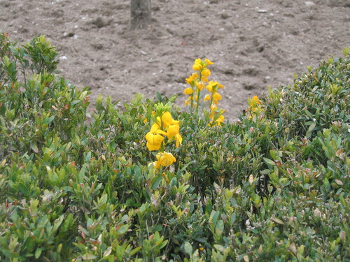 Erysimum × cheiri, photograph 3