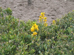 Erysimum × cheiri, photograph (c) zebedeugalinha, some rights reserved (CC BY)