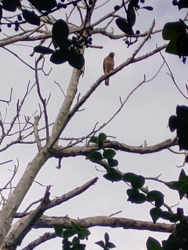 Roadside Hawk